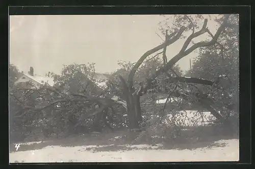 AK Zürich, Verheerungen durch Schneefall 1908