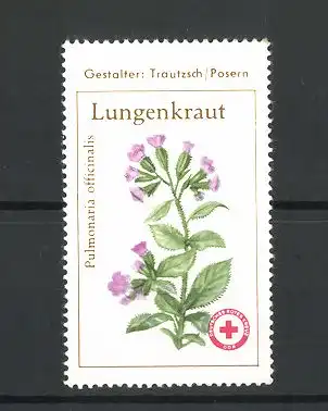 Reklamemarke Deutsches Rotes Kreuz DDR, Ansicht der Pflanze Lungenkrau / Pulmonaria officinalis