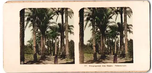 Stereo-Fotografie Peter Peters, Hamburg, Ansicht Kairo, Palmenwald am Stadtrand