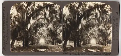 Stereo-Fotografie American Stereoscopic Co., New York, Ansicht St. Augustine / Florida, Waldweg mit Blätter-Schleier