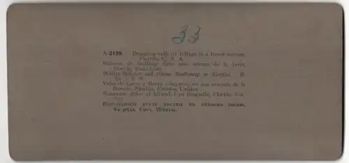 Stereo-Fotografie American Stereoscopic Co., New York, Ansicht St. Augustine / Florida, Waldweg mit Blätter-Schleier