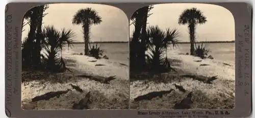 Stereo-Fotografie American Stereoscopic Co., New York, Ansicht Lake Worth / Florida, Alligatoren am Ufer