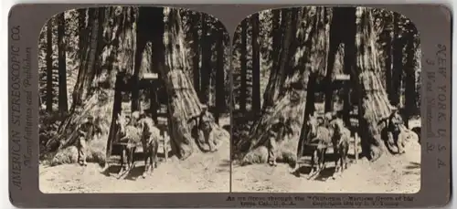Stereo-Fotografie American Stereoscopic Co., New York, Ansicht Mariposa Grove, Riesenmammutbaum mit Tunnel