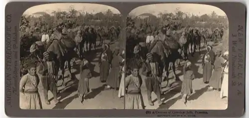 Stereo-Fotografie American Stereoscopic Co., New York, Ansicht Jaffa, Kamel-Karawane im Ort