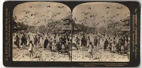 Stereo-Fotografie H.C. White Co., New York, Ansicht Jaipur, Eingeborene zwischen tausenden von Vögeln