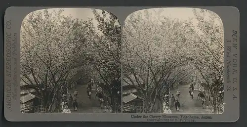 Stereo-Fotografie American Stereoscopic Co., New York, Ansicht Yokohama, Strasse mit blühenden Kirschbäumen