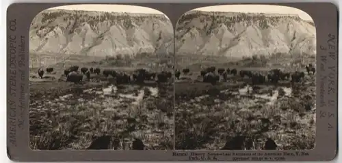 Stereo-Fotografie American Stereoscopic Co., Philadelphia, Bison - Herde im Yellowstone Nationalpark