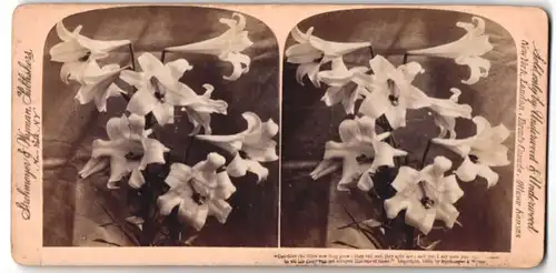 Stereo-Fotografie Underwood & Underwood, New York, Lilien, Blumen in voller Blütenpracht