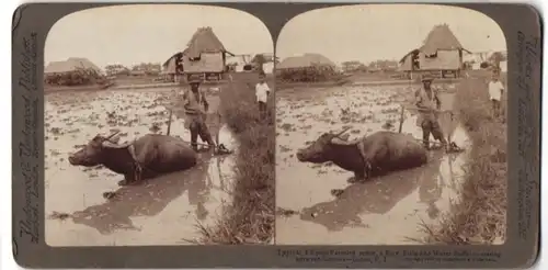 Stereo-Fotografie Underwood & Underwood, New York, Philippinischer Bauer mit Wassserbüffel pflügt Reisfeld