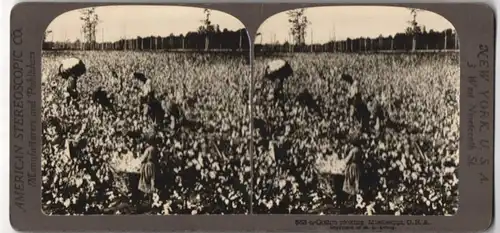 Stereo-Fotografie American Stereoscopic Co. New York, Afro-Amerikaner bei der Baumwollernte in Mississippi