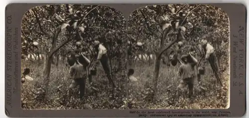 Stereo-Fotografie American Stereoscopic Co. New York, Bauern ernten Zitronen bei Palermo