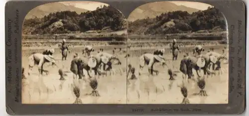 Stereo-Fotografie Keystone View, New York, Reisbauer in Japan pflanzen Reis an