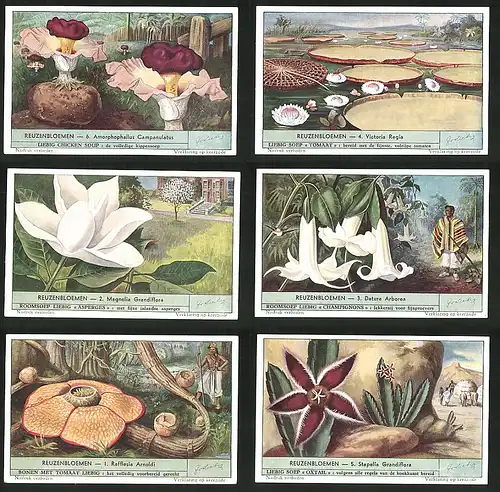 6 Sammelbilder Liebig, Serie Nr. 1536: Reuzenbloemen, Rafflesia Arnoldi, Stapelia Grandiflora, Datura Arborea