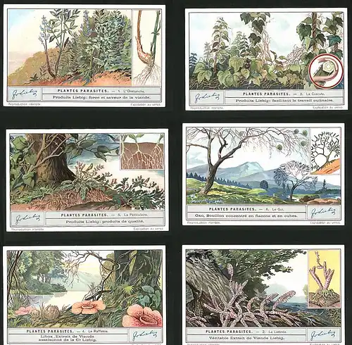 6 Sammelbilder Liebig, Serie Nr. 1265: Plantes Parasites, La Lathrée, Le Rafflesia, Le Gui, La Pédiculaire, La Cuscute