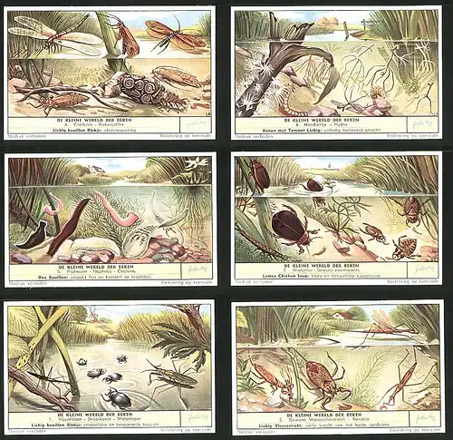 6 Sammelbilder Liebig, Serie Nr. 1673: De kleine wereld der Beken, Ranatra, Waterloper, Watertor, Clepsinc, Mosdiertje