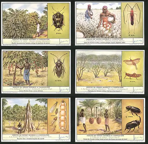 6 Sammelbilder Liebig, Serie Nr. 1668: Insectes du Congo Nuisibles a l`Agriculture, Termite, Raupe, Nomadacris