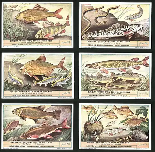 6 Sammelbilder Liebig, Serie Nr.: 1573, Quelques Poissons d`Eau de chez Nous, Fische Hecht, BRasse, Karpfen, Aal