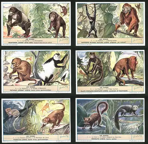6 Sammelbilder Liebig, Serie Nr.: 1604, Les Singes, Affen, Maki, Babouin, Gibbon, Orang-Utan, Gorilla