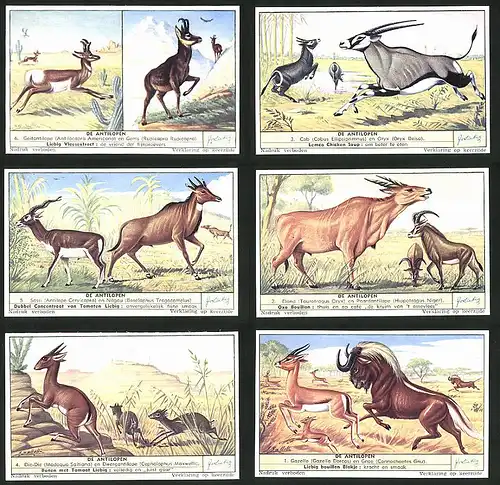 6 Sammelbilder Liebig, Serie Nr.: 1559, De Antilopen, Gazelle, Dic-Dic, Oryk, Gams, Geitantilope