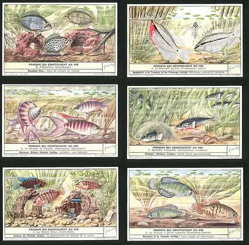 6 Sammelbilder Liebig, Serie Nr.: 1597, Poissons qui Construisent un nid, Perche Bleue, Epinoche, Diamant Gurami, Fische