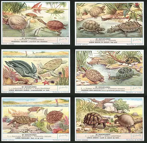 6 Sammelbilder Liebig, Serie Nr.: 1703, de Schildpadden, Landschildpad, Bijtschildpad, Zeeschildpad, Matamata