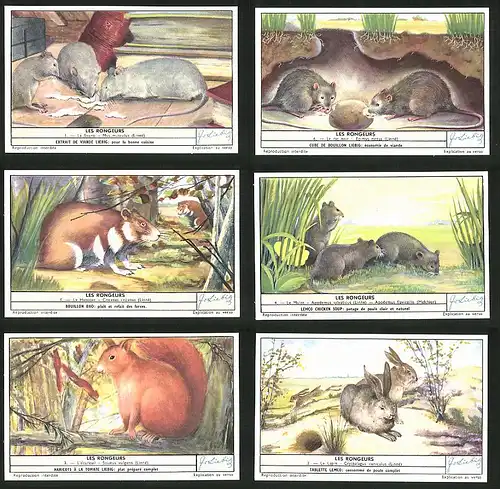 6 Sammelbilder Liebig, Serie Nr.: 1655, Les Rongeurs, Lapin, L`ecureuil, Mulot, Hamster, rat noir, Souris