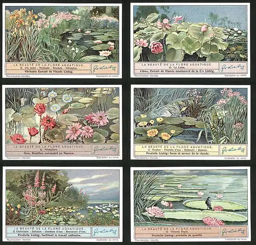6 Sammelbilder Liebig, Serie Nr.: 1329, La Beate de la Flore Aquatique, Victoria Regia, Nuphar, Nenuphars, Lotus