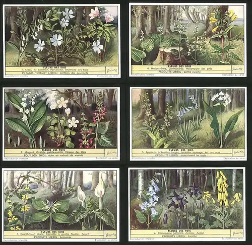 6 Sammelbilder Liebig, Serie Nr.: 1568, Fleurs des Bois, Ancolie, Gouet, Ail des ours, Epiaire, Majantheme, Anemone