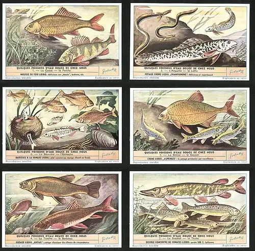 6 Sammelbilder Liebig, Serie Nr.: 1573, Quelques Poissons d`Eau douce de chez nous, Hecht, Brochet, Tanche, Breme