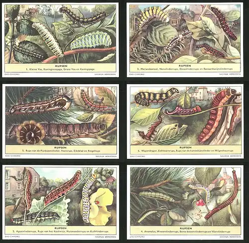 6 Sammelbilder Liebig, Serie Nr.: 1639, Rupsen, Anomalus, Agaatvlinderrups, Wapendrager, Ringelrups, Meriansborstel