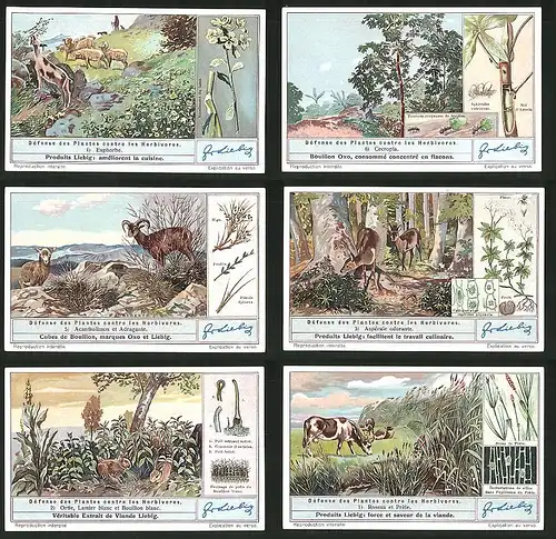 6 Sammelbilder Liebig, Serie Nr.: 1352, Defense des Plantes contre les Herbivores, Roseau, Ortie, Adragante, Cercropai
