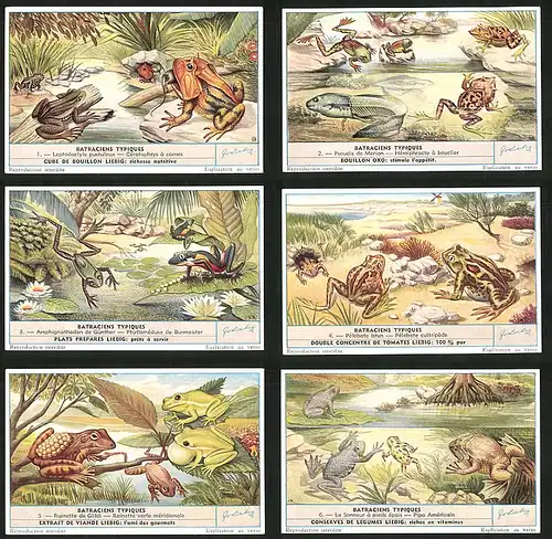 6 Sammelbilder Liebig, Serie Nr.: 1661, Batraciens Typiques, Frosch, Rainette, Pelobate, Kaulquappe