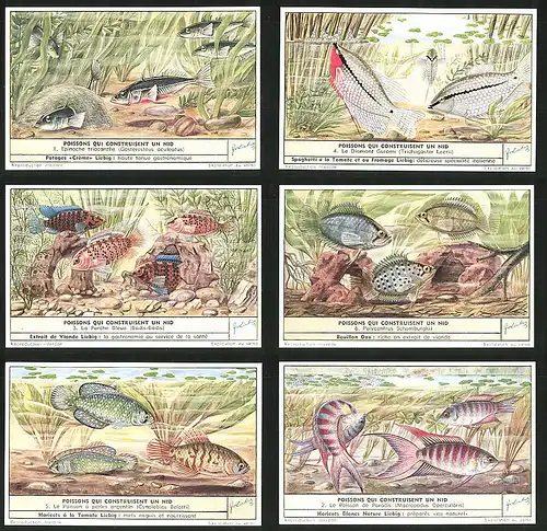 6 Sammelbilder Liebig, Serie Nr.: 1597, Poissons qui construisent un nid, Fische, Perche Bleue, Diamant Gurami