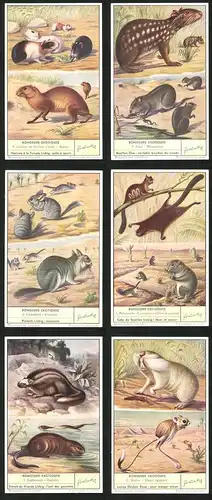 6 Sammelbilder Liebig, Serie Nr.: 1600, Rongeurs Exotiques, Spalax, Dipus, Ondatra, Cynomys, Chinchilla, Paca, Cochon