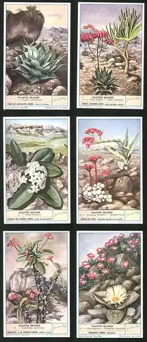 6 Sammelbilder Liebig, Serie Nr.: 1625, Plantes Grasses, Delosperma, Euphorbia splendens, Hoya Carnosa, Aloe, Agave
