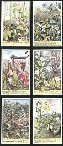 6 Sammelbilder Liebig, Serie Nr.: 1624, Plantes Grimpantes, Pois, Lierre, Cuscute, Vigne, Houblon