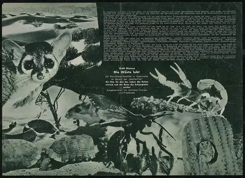 Filmprogramm Programm von Heute Nr. 295, Die Wüste lebt, Dokumentarfilm