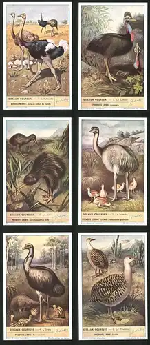 6 Sammelbilder Liebig, Serie Nr. 1500: Oiseaux Coureurs, Le Tinamou, L`Emeu, Le Nandou, Le Kiwi