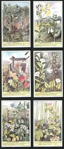 6 Sammelbilder Liebig, Serie Nr. 1624: Plantes Grimpantes, Le Houblon, La Cuscute, La Vigne, Le Pois