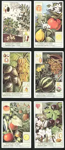 6 Sammelbilder Liebig, Serie Nr. 1537: Fruits Exotiques, Le Kaki, L`Ananas, La Datte, La Pasteque, L`Olive