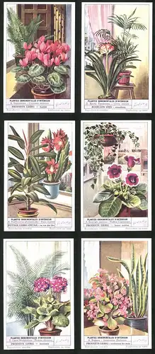 6 Sammelbilder Liebig, Serie Nr. 1574: Plantes Ornementales d`Intérieur, Begonia, Cocos Weddelliana, Nephrolepis