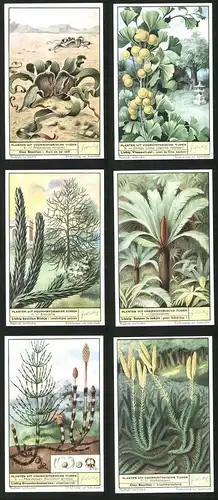 6 Sammelbilder Liebig, Serie Nr. 1705: Planten uit Voorhistorische Tijden, Wolfsklauwen, Paardestaart, Cycaspalmen
