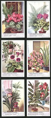 6 Sammelbilder Liebig, Serie Nr. 1574: Plantes Ornementales d`Intérieur, Begonia, Cocos Weddelliana, Nephrolepis