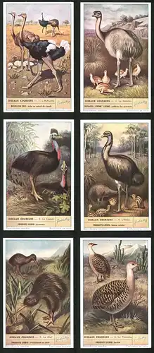 6 Sammelbilder Liebig, Serie Nr. 1500: Oiseaux Coureurs, Le Tinamou, Le Kiwi, L`Emeu, Le Casoar, Le Nandou, L`Autruche