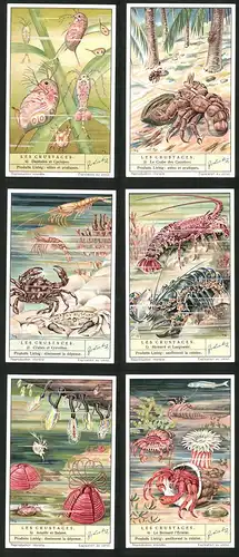 6 Sammelbilder Liebig, Serie Nr. 1434: Les Crustaces, Le Bernard l`Ermite, Anatife et Balane, Homard et Langouste