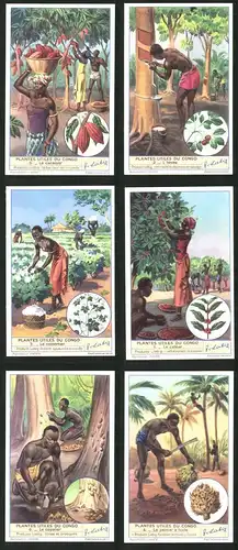 6 Sammelbilder Liebig, Serie Nr. 1373: Plantes utiles du Congo, Le palmier á huile, Le copalier, Le Caféier, L`hévéa