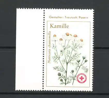 Reklamemarke Deutsches Rotes Kreuz, DDR, Darstellung einer Kamille, Matricaria chamomilla