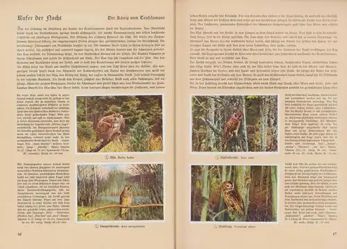 Sammelalbum 200 Bilder, Aus Deutschlands Vogelwelt, Adler, Bussard, Eule, Storch, Schwalbe
