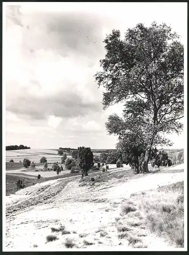 Fotografie Thomas A. Müller, Ammersbek, Landschaftspanorama Lüneburger Heide, Grossformat 29 x 39cm