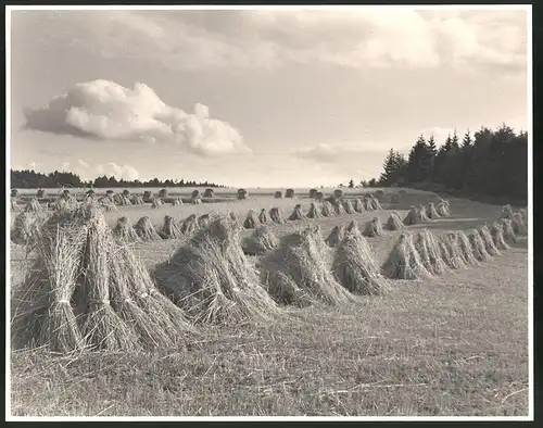 Fotografie Albin Müller, Hamburg, Lüneburger Heide, Heuschober auf einem Kornfeld, Grossformat 29 x 23cm